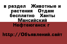  в раздел : Животные и растения » Отдам бесплатно . Ханты-Мансийский,Нефтеюганск г.